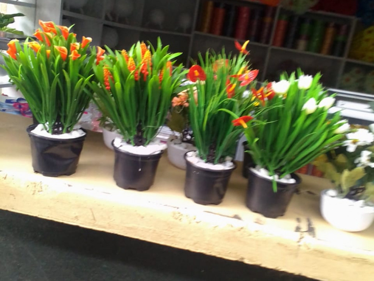 Pack Indoor House Plants Flower Pots Pack Indoor House Plants Flower Pots